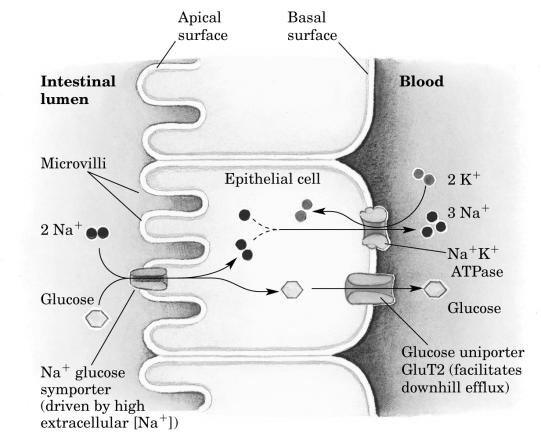 cellule β pancreatiche ha K M elevate (15-20 mm) : il glucosio entra in proporzione alla glicemia.