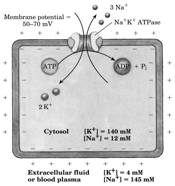 trasporto presuppone che l ATPasi assume ciclicamente due conformazioni Elevata affinità per il potassio ATPasi-P Regolazione