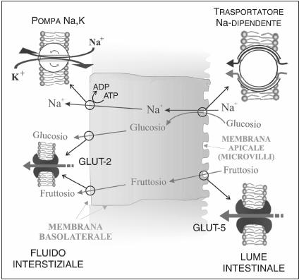 SIMPORTO-NaCl Il glucosio è pompato all interno delle cellule mediante un simporto con in sodio, usando un gradiente precedentemente formato dalla pompa Na + K + -ATPasi.