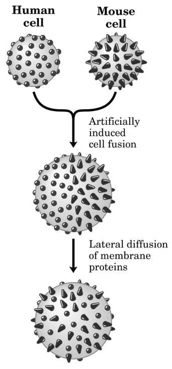 Le proteine di membrana diffondono lateralmente nel doppio strato