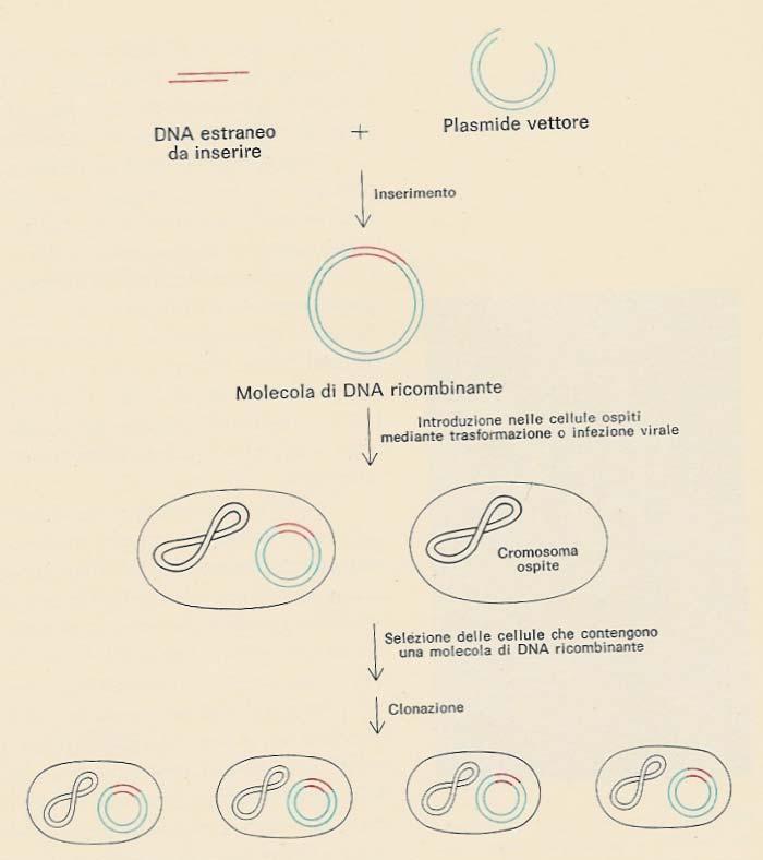 Costruzione e clonazione di molecole di DNA ricombinante I passi sono: Costruzione di una molecola ricombinante (plasmide) Introduzione nelle