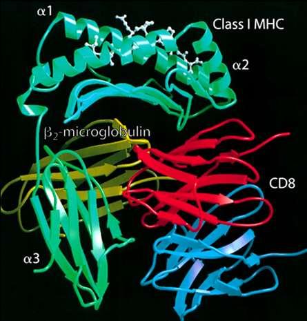 Il corecettore CD8 Composto da 2 catene legate da ponte disolfuro eterodimero CD8a/CD8b omodimero CD8a/CD8a 1 dominio Ig extracellulare/catena riconosce dominio a3 di MHC I CD8 lega p56lck in