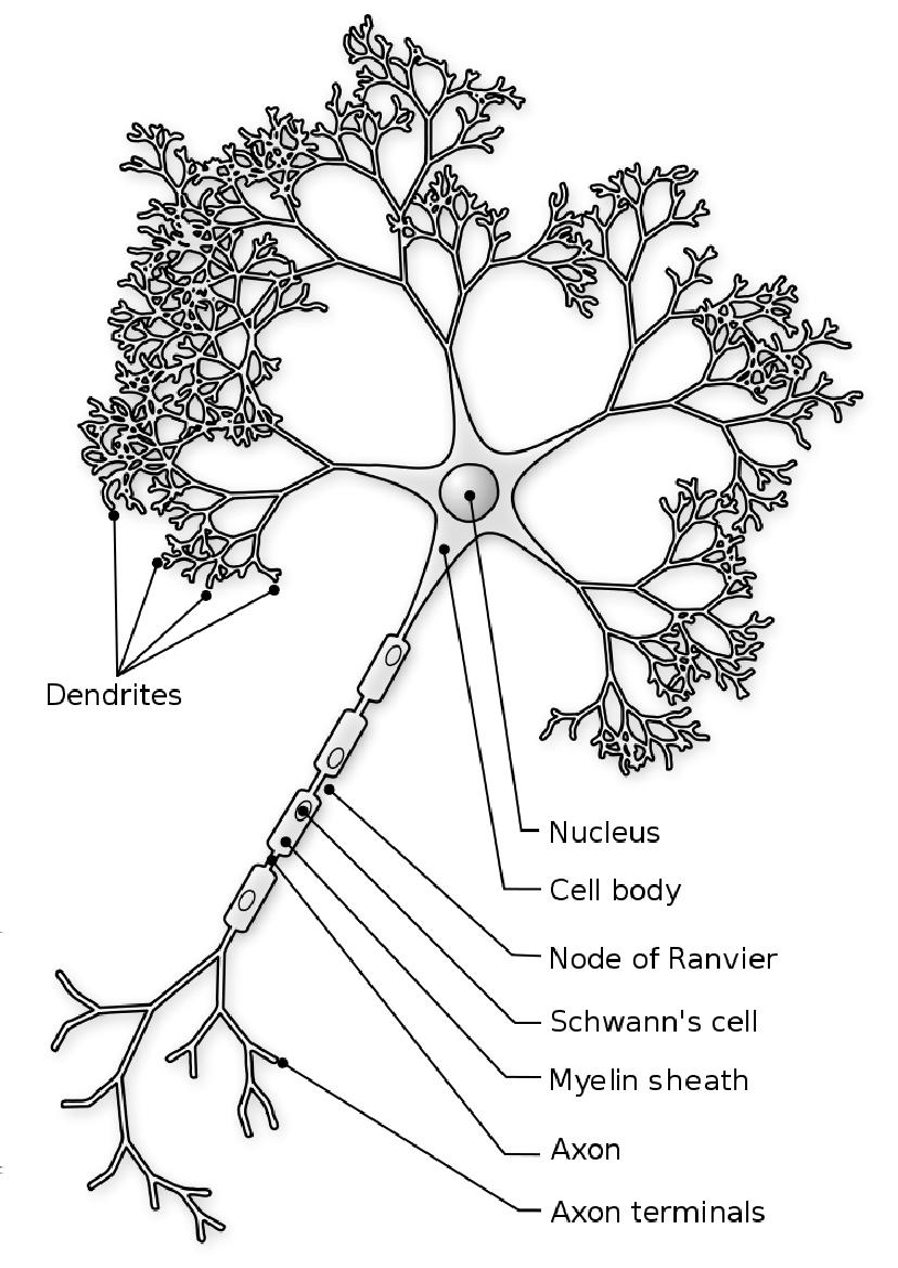 Figura 2.1: Rappresentazione schematica di un neurone. ha la funzione fondamentale di condurre l informazione nervosa (il potenziale d azione) verso la terminazione neuronale.