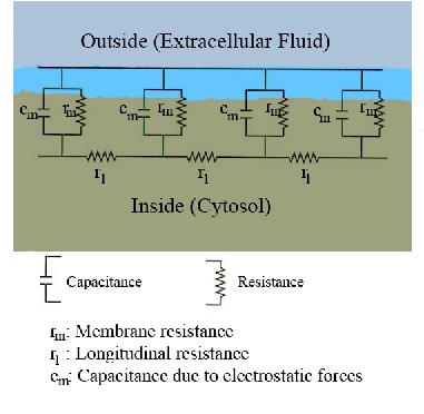 avremo nessuno spike), diverranno un orbita periodica stabile (generando cosí una sequenza infinita di spike) proprio tramite una biforcazione di Hopf.