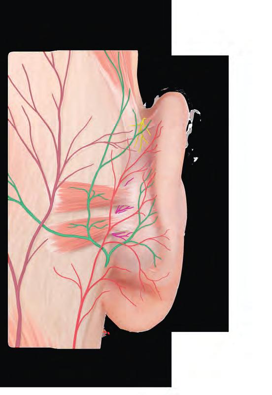 auricolare maggiore (C2, C3) Figura 5-22 Innervazione della regione posteriore dell orecchio esterno destro. Auricolare superiore N.