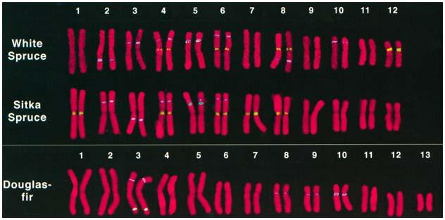 Un gene clonato puo essere usato per trovarne la posizione sui cromosomi mediante FISH