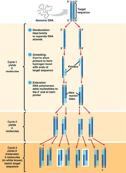 3) Estensione a 70 75 C (Elongation): La temperatura di elongation dipende dalla DNA Polimerasi, solitamente 72 C.