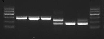 All aumentare della concentrazione di agar presente nel gel si diminuisce la dimensione delle maglie del gel, in tal modo le molecole più piccole riusciranno a correre verso l elettrodo positivo più