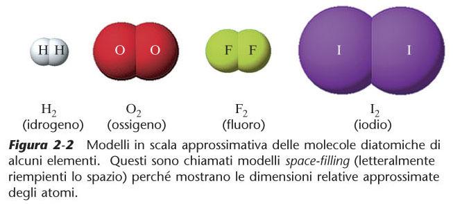 Modelli di atomi e molecole Modelli in scala approssimativa delle molecole biatomiche di