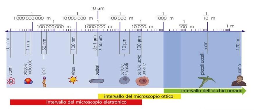 Come possiamo vedere il molto piccolo? Ci serve un Rivelatore Cos'è un rivelatore?