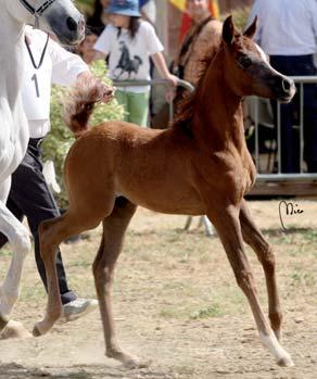 Prop: FONTANELLA MAGIC ARABIANS 3 MC WAHID Padre: WAHID Madre: MAJBA GALAA