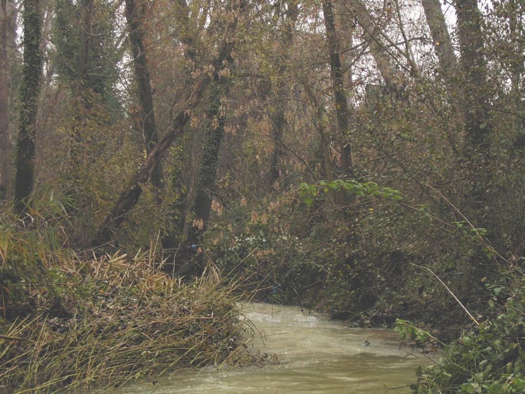 Bacino idrografico Tavollo Corpo idrico Torrente Tavollo Codice (rete di 2 grado) (Denominazione) 24000101 (TAV 2) Localizzazione Ponte S. Maria in Pietrafitta - S. Giovanni in M.