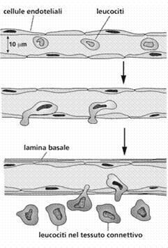 Sono tutti dotati di capacità di movimento ameboide. Attirati da specifici stimoli chimici, si dirigono (=chemiotassi) verso le aree di invasione e/o lesione.