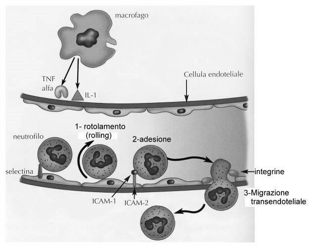Macrofagi attivati secernono TNF-α e IL-1 per stimolare la sintesi di selectine da parte delle cellule endoteliali. integrine ICAM-1 e ICAM-2 https://www.youtube.com/watch?
