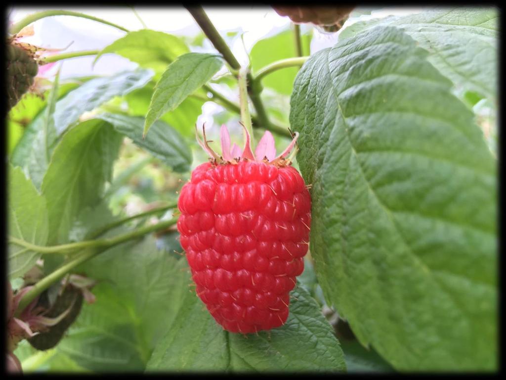 1. Qualità dei frutti Ottima pezzatura (9-12 grammi) Bellezza del frutto (forma troncoconica ed elevato numero di drupeole) Colore rosso brillante; Resistenza alla