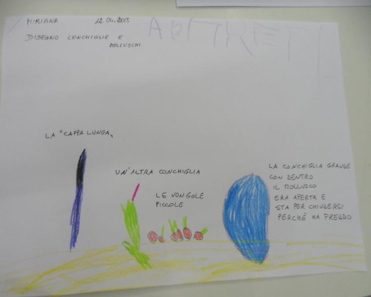 DISEGNIAMO I MOLLUSCH HI - Rappresentare graficamente le caratteristiche osservate La maggioranza dei bambini dimostra di aver approfondito le conoscenze sui