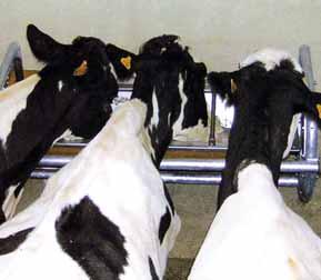 In genere gli elevati fabbisogni idrici dei bovini da latte vengono soddisfatti impiegando abbeveratoi automatici.