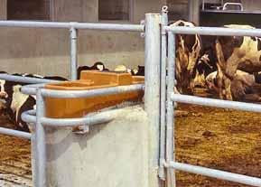 contemporanea 20 vacche in lattazione con continua 15 vacche asciutte 20 vitelli Un abbeveratoio collettivo di 1 m serve 10-20 vacche in lattazione a seconda dell.