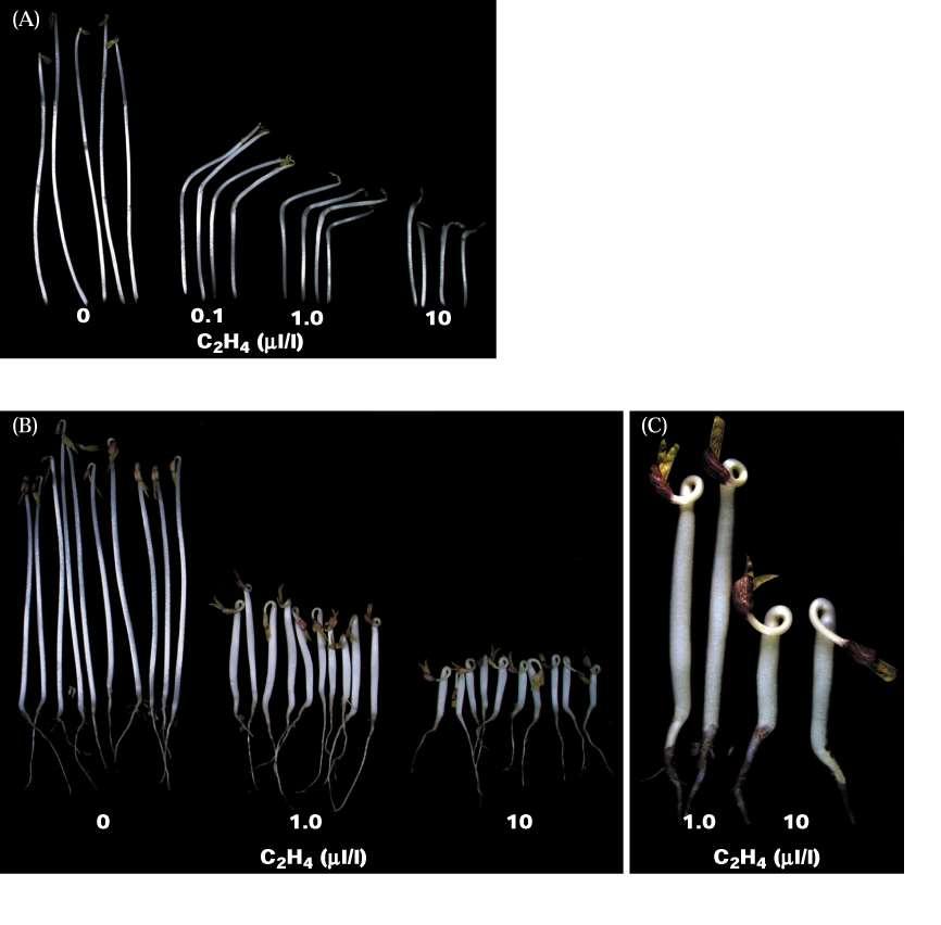 Risposta tripla di pianticelle eziolate di pisello Inibizione dell allungamento