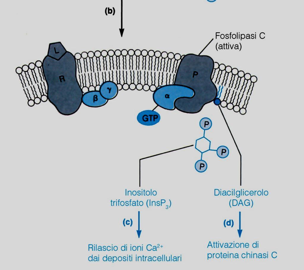 inositolo trifosfato (che viene rilasciato nel citosol) e