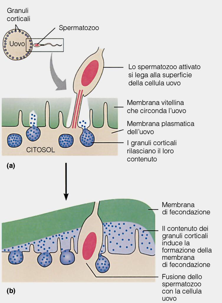 Esempio: rilascio di Ca ++ nell uovo in seguito alla fecondazione, che