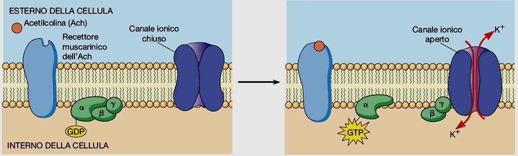 Inoltre anche le subunità βγ delle proteine G attivate possono innescare segnali intracellulari, per es.