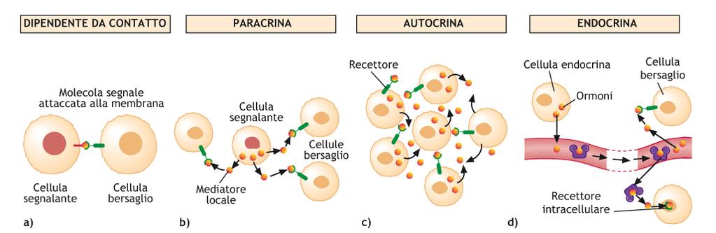 Modalità di segnalazione tra cellule