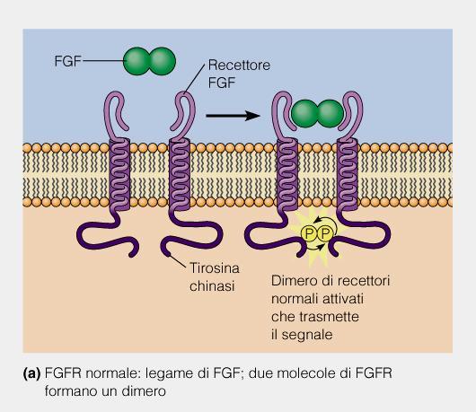 La funzionalità del recettore per l FGF (FGFR) è