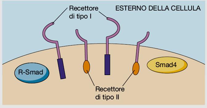 proliferazione e nel differenziamento cellulare, ma anche nell