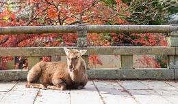 In Programma Volo per Osaka A bordo del volo GIORNO 2 OSAKA KYOTO (1,30 h soste escluse) Arrivo nel pomeriggio a Osaka e trasferimento in bus privato a Kyoto.