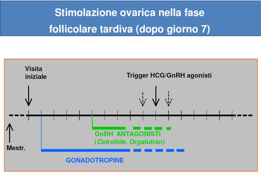 ciclo se lo si può attendere Fase follicolare avanzata