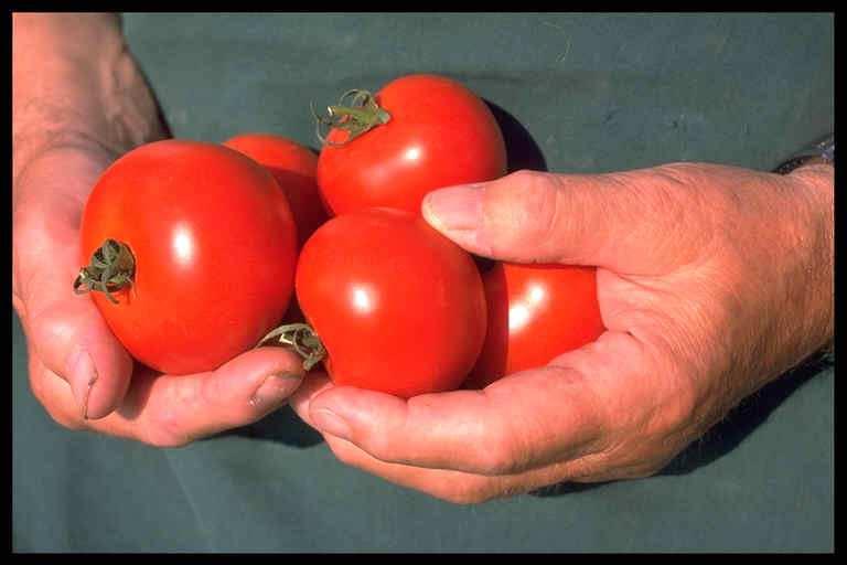 Decadimento di Metiram su pomodoro da industria - Italia 2004 - (Cv Leader) 3,5 3 mg/kg R.M.A.