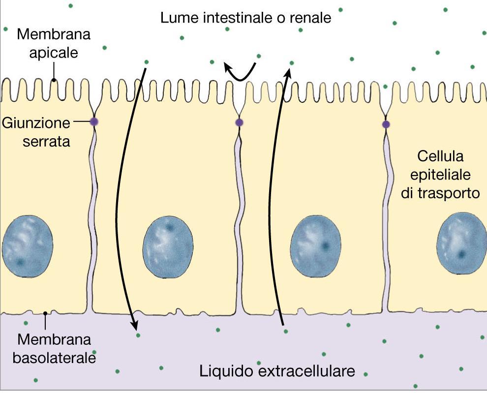 Meccanismi utilizzati per il riassorbimento: meccanismi