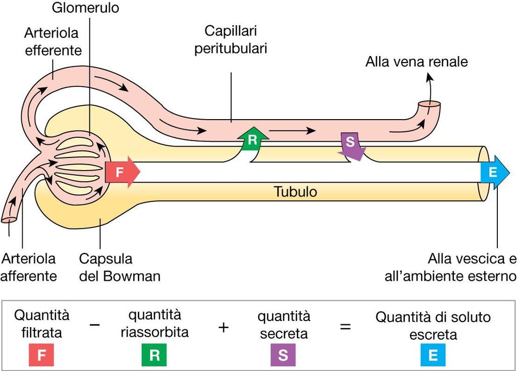 Quantità escreta