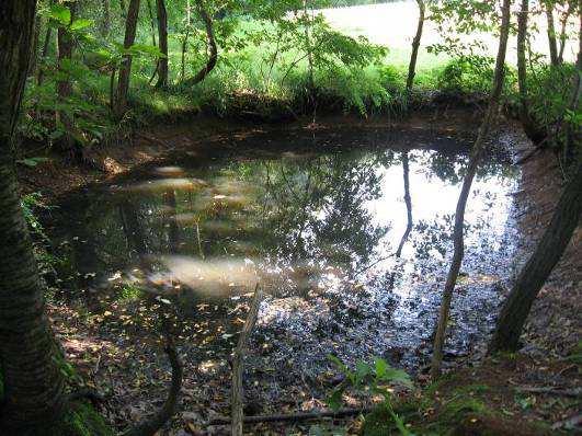 Parco Pineta nella gestione e conservazione