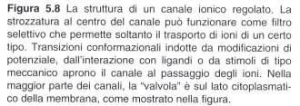 controllo di ligando (si apre o chiude in seguito all'interazione con molecole specifiche di controllo [ormoni, neurotrasmettitori etc.