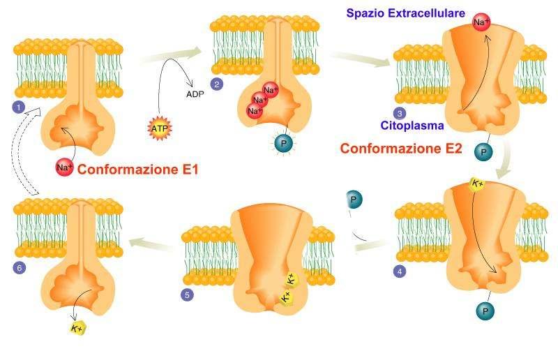 Ad ogni ciclo, la pompa sodio-potassio -espelle tre ioni Na+ trasporta all interno due ioni K+ consumando una molecola di ATP Idrolisi ATP Rilascio P Fase inibita dalla OUABAINA il concetto di stato