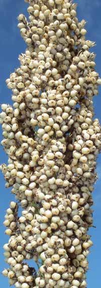 Sorgo da granella Reggal Destinazione: Granella COLORE GRANELLA bianco medio medio-bassa STRONCAMENTO STRESS IDRICI MALATTIE tollerante TIPOLOGIA DI PANICOLO