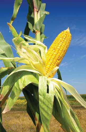 avversità Anche il mais, come i cereali a paglia, va difeso fin dal seme dagli attacchi di alcune malattie fungine.