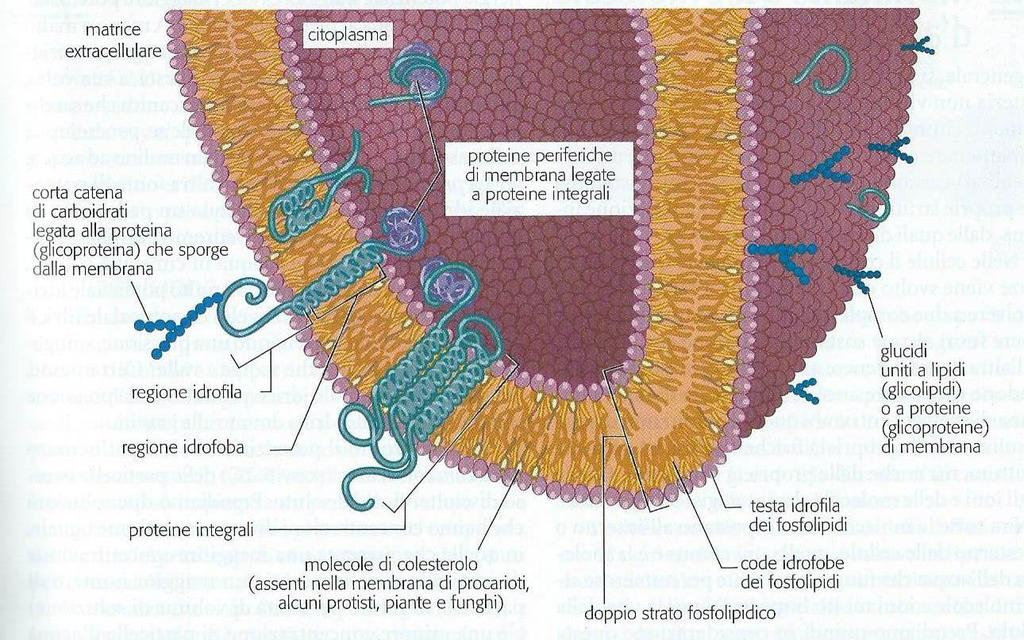 La membrana cellulare Alcune proteine integrali sono delle glicoproteine, sporgono verso l esterno presentando all ambiente circostante catene di