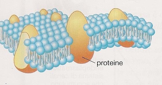 La membrana cellulare Le molecole più piccole, come l acqua e l anidride carbonica la attraversano liberamente, mentre molecole più grandi, quali quelle del glucosio, non sono in grado di