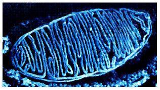 I mitocondri I mitocondri sono corpuscoli di forma allungata, simili ad un fagiolo, avvolti da una doppia membrana.