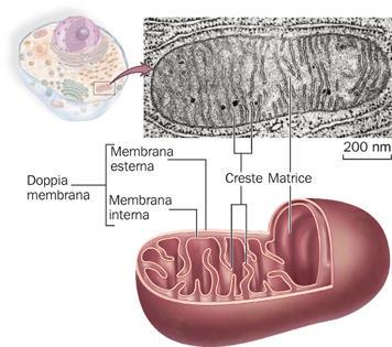 La respirazione cellulare ha sede nei mitocondri.