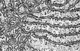 I ribosomi sono corpuscoli disposti sulla superficie del reticolo endoplasmatico intorno al nucleo o liberi nel citoplasma.