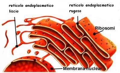 Il reticolo endoplasmatico Il reticolo endoplasmatico è un sistema di canali