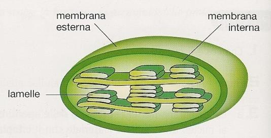 una cellula