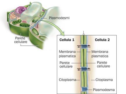 Ogni cellula comunica con le cellule adiacenti Le cellule vegetali sono connesse tra loro tramite sottili canali, i plasmodesmi.