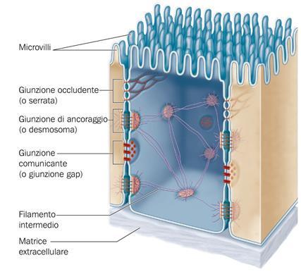Ogni cellula comunica con le cellule adiacenti Le cellule animali sono connesse tra loro tramite tre tipi di giunzioni: giunzioni di ancoraggio, o