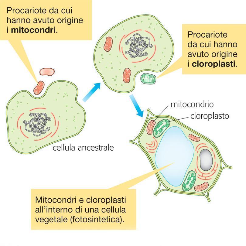 La teoria endosimbiontica spiega la comparsa delle cellule eucariote Gli organismi costituiti da cellule procariote sono stati l unica forma di vita sul nostro pianeta prima della comparsa di quelli