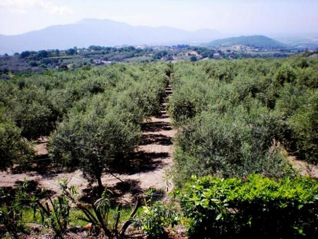 L'uliveto sulle pendici del vulcano di Roccamonfina con il Monte Massico sullo sfondo La sua si è rivelata una scelta vincente, come attestano i prestigiosi premi nazionali (Extrabiol, BIOL Campania,